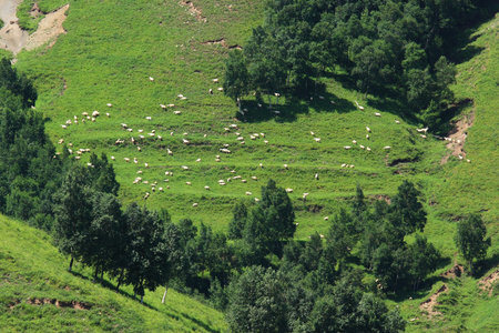 Sheep in grassland in great mountain