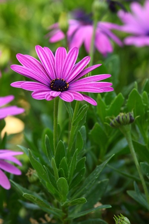 The isolated flower in garden.の写真素材