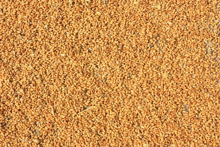 abstract background of golden kernel の写真素材