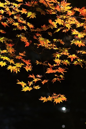 The red maple leafs and blue skyの写真素材