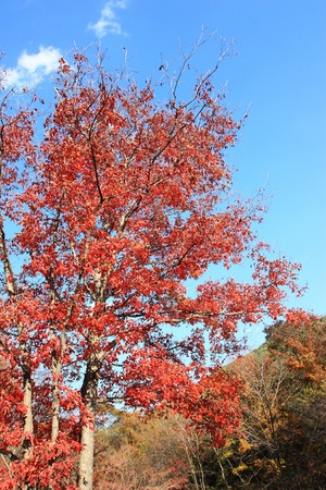 red and golden maple in autumnの写真素材