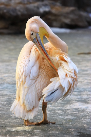 American brown pelican is standing on the iceの写真素材