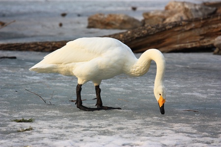 A swan is eating on the iceの写真素材