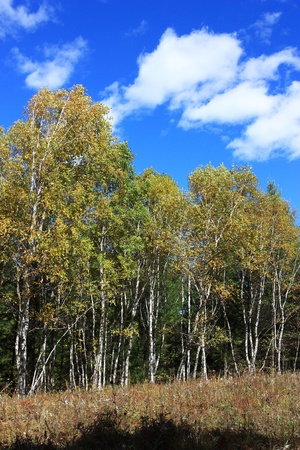The silver birch at sunnyの写真素材