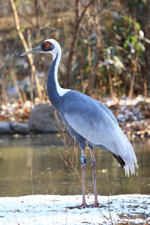 A crane is walking by waterの写真素材