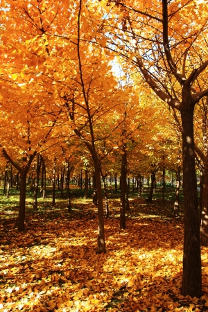 gloden leaves at autumnの写真素材