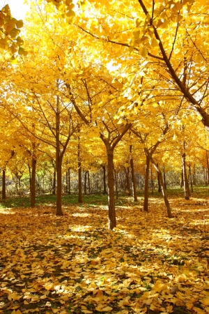 gloden leaves at autumnの写真素材