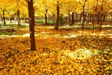 gloden leaves at autumnの写真素材