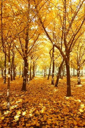 gloden leaves at autumnの写真素材