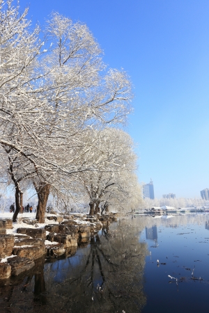 landscape of snow in winterの写真素材
