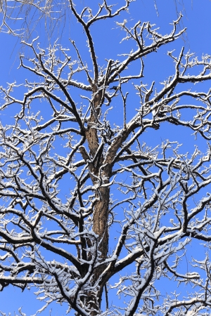 snow on tree with blue sky backgroundの写真素材