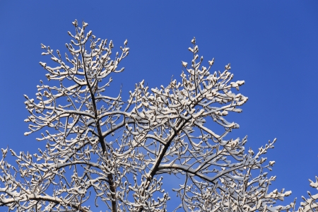 snow on tree with blue sky backgroundの写真素材
