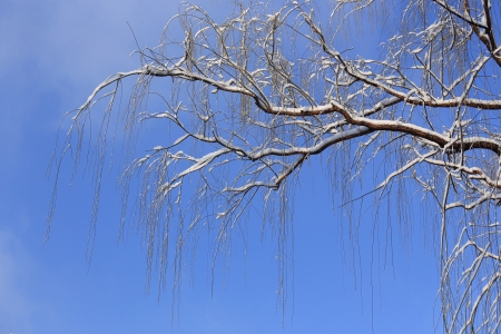 snow on tree with blue sky backgroundの写真素材