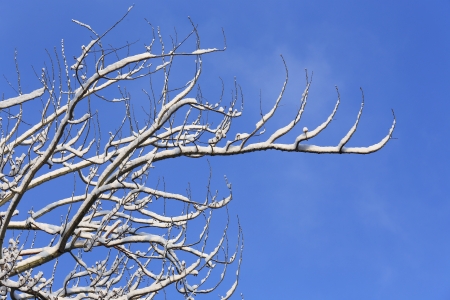 snow on tree with blue sky backgroundの写真素材