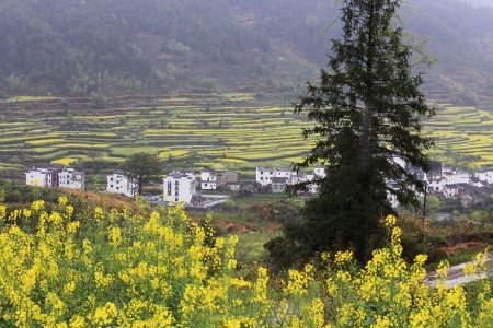 chinese village in spring with rape flowerの写真素材