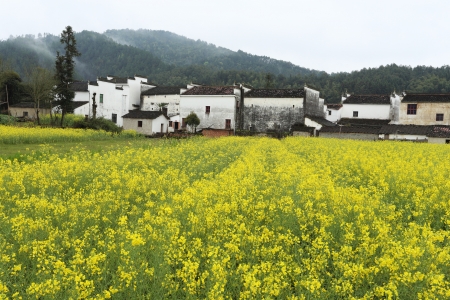 chinese village in spring with rape flowerの写真素材