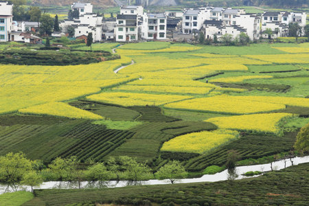 chinese village in spring with rape flower