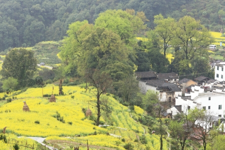 chinese village in spring with rape flowerの写真素材