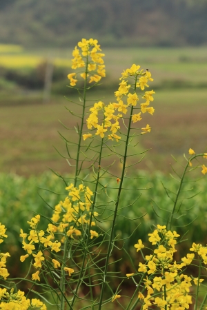 rape plant flower field of chinaの写真素材