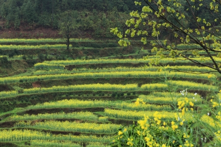 rape plant flower field of chinaの写真素材