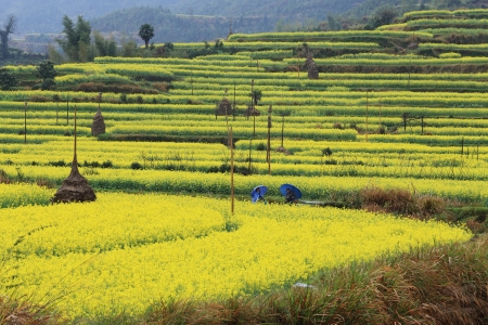 rape plant flower field of chinaの写真素材