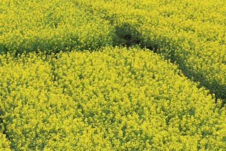 rape plant flower field of chinaの写真素材