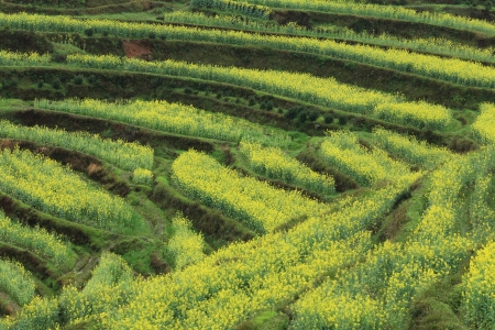 rape plant flower field of chinaの写真素材
