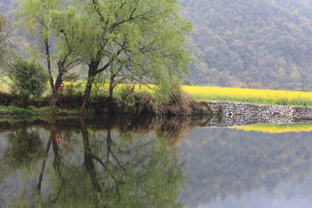 rape plant flower field of china