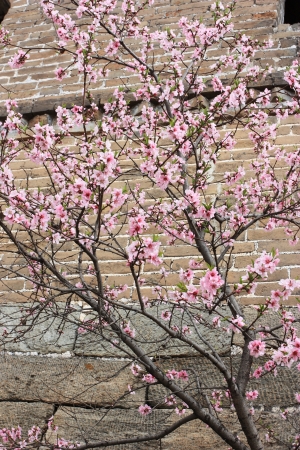 Beautiful blossom peach flowers at background of waterの写真素材