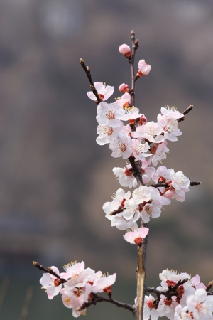 Beautiful blossom peach flowers at background of waterの写真素材