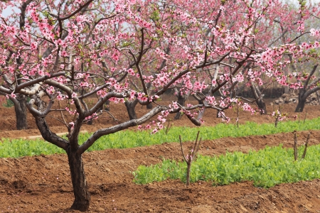 Beautiful blossom peach flowers at background of waterの写真素材
