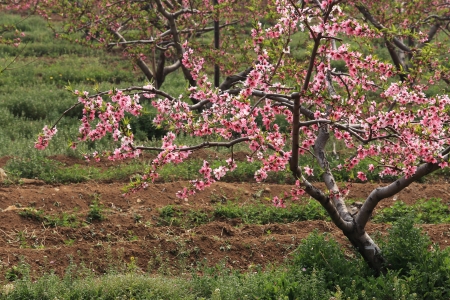 Beautiful blossom peach flowers at background of waterの写真素材