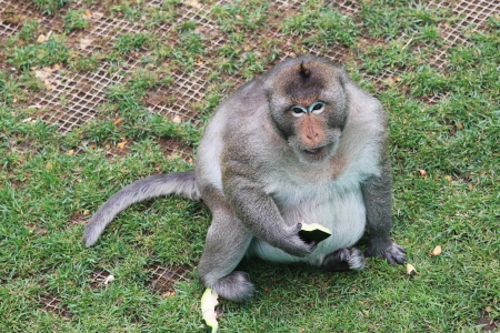 monkey is eating on grasslandの写真素材