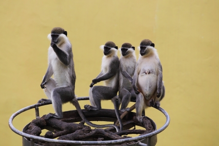 little monkeys on the ringの写真素材