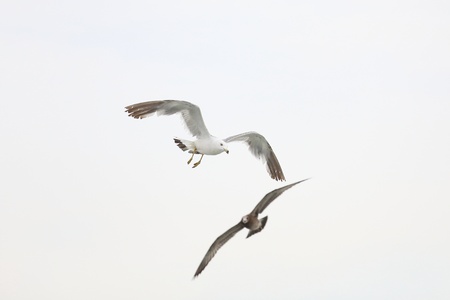 seagull fly on the seaの写真素材