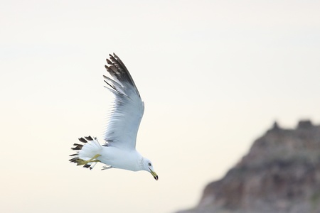 seagull fly on the seaの写真素材