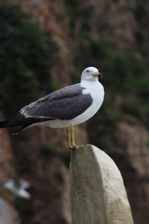 seagull stand on rockの写真素材