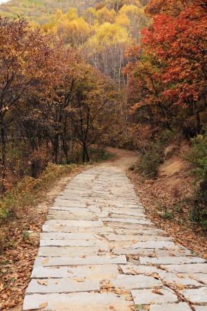 The red  leafs and a roadの写真素材