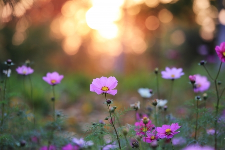 The isolated flower in garden.の写真素材