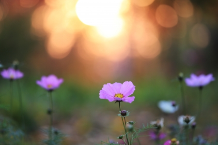 The isolated flower in garden.の写真素材