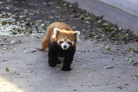 lesser panda is walking on roadの写真素材