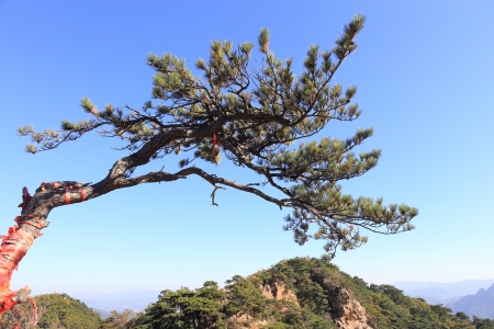 the pine with the mountainの写真素材