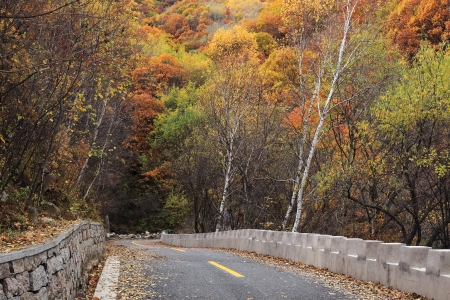 The red  leafs and a roadの写真素材