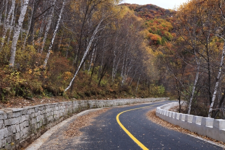 The red  leafs and a roadの写真素材