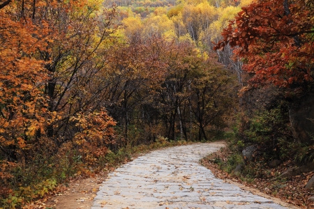 The red  leafs and a roadの写真素材
