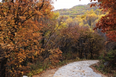 The red  leafs and a roadの写真素材