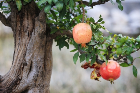two pomegranate in the treeの写真素材