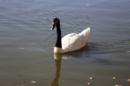 swan with black neck in waterの写真素材
