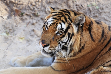 tiger head with the closeupの写真素材