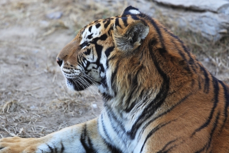 tiger head with the closeupの写真素材